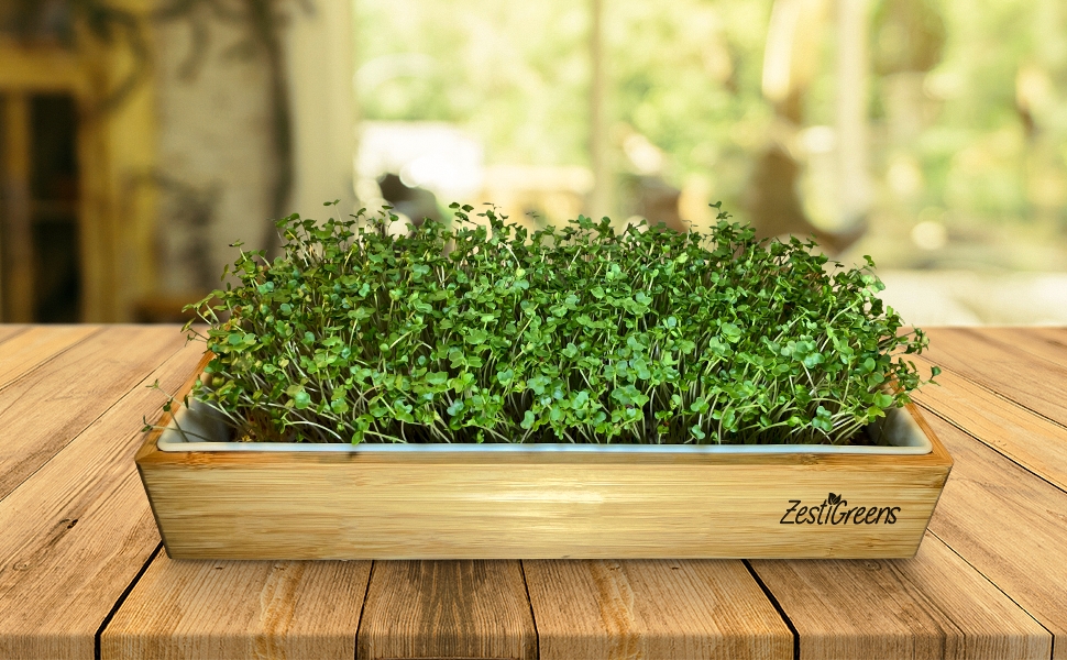 Hydroponic Microgreens Growing Kit